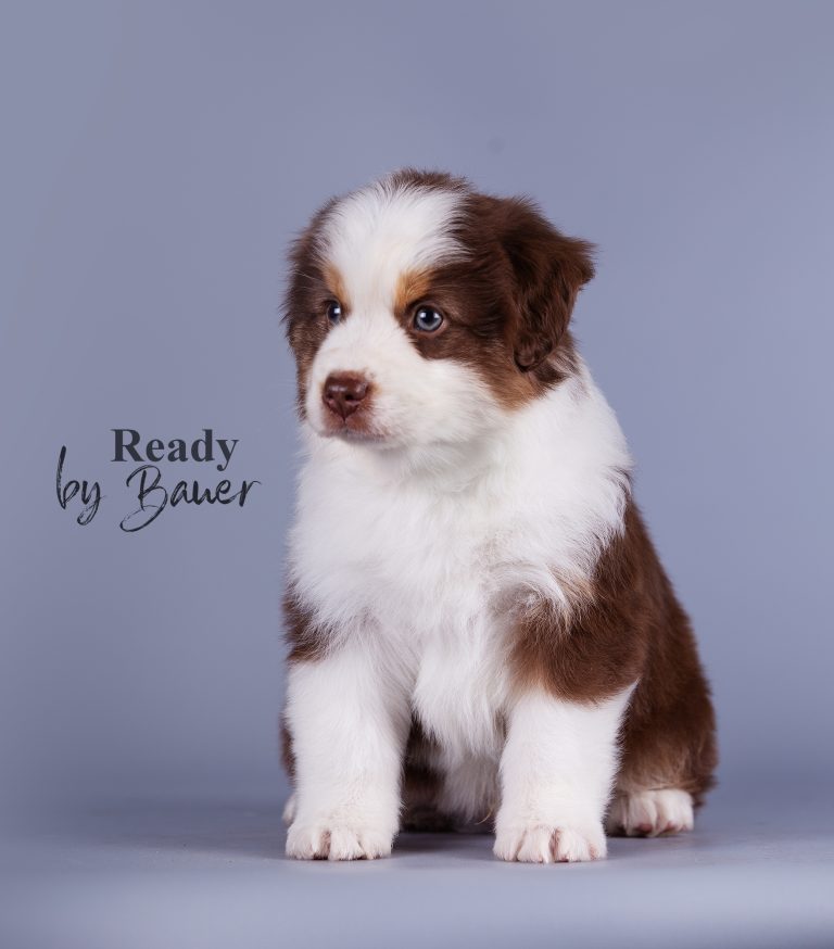 Ready by Bauer