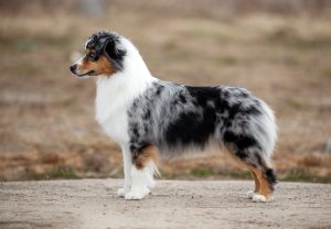 Wealth by Bauer ~ ВЕЛСИ, Мини-американская овчарка, фото 21 — питомник by Bauer