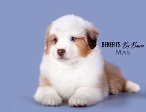 Benefits by Bauer ~ БЕНЯ, Мини-американская овчарка, фото 12 — питомник by Bauer