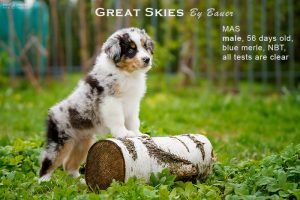 Great Skies by Bauer (НБТ) ~ ПОНЧИК, Мини-американская овчарка, фото 13 — питомник by Bauer