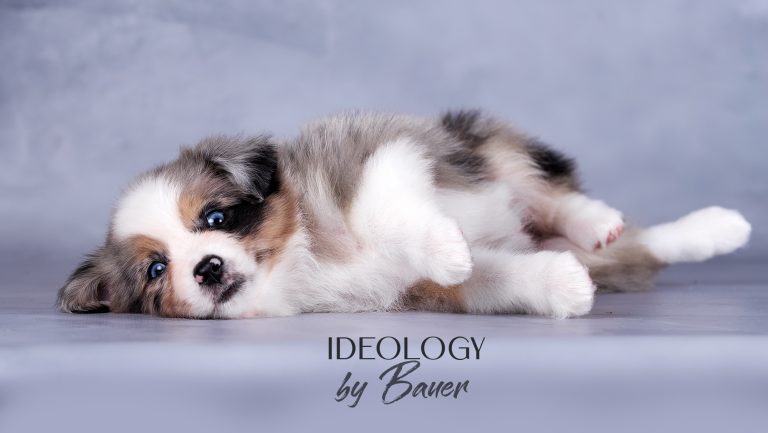 Ideology by Bauer ~