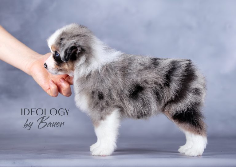Ideology by Bauer ~