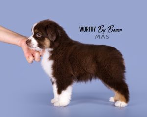 Worthy by Bauer ~ АЙСА, Мини-американская овчарка, фото 15 — питомник by Bauer