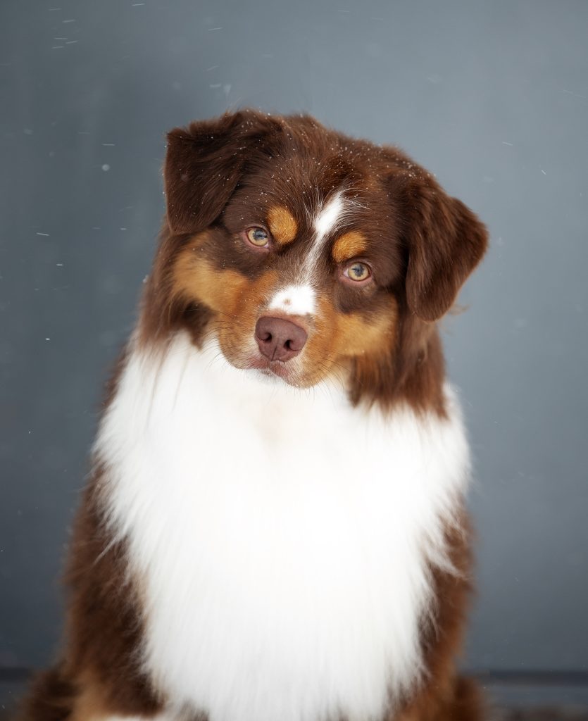 Espresso by Bauer ~ ЛАКИ