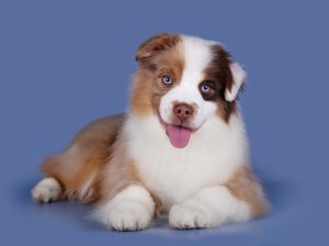 Bis by Bauer ~ БИСКВИТ, Мини-американская овчарка, фото 20 — питомник by Bauer