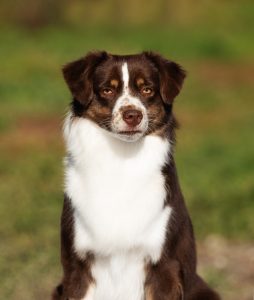 Worthy by Bauer ~ АЙСА, Мини-американская овчарка, фото 14 — питомник by Bauer