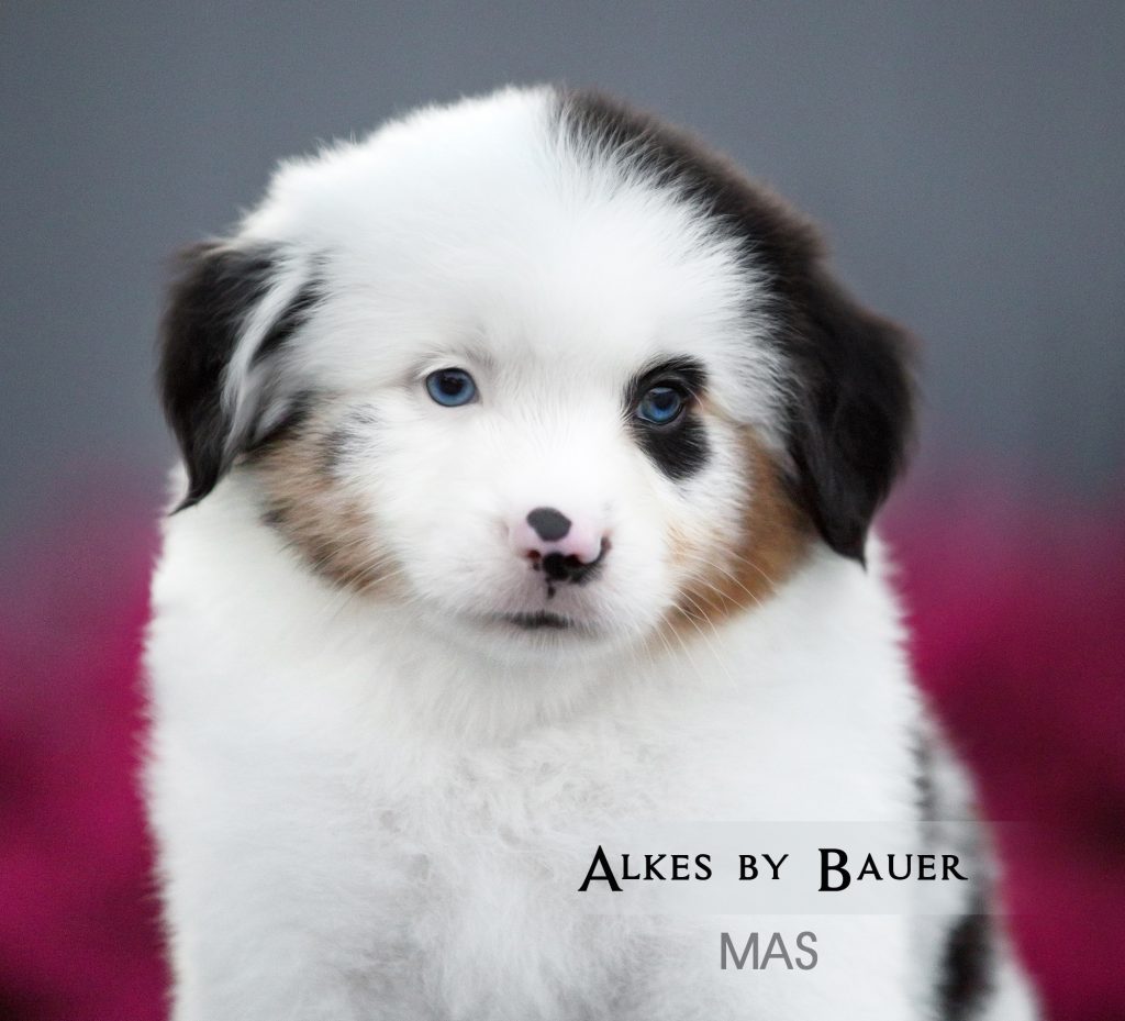 Щенок Alkes by Bauer ~ ДЖОННИ, Мини-американская овчарка, окрас голубой мрамор