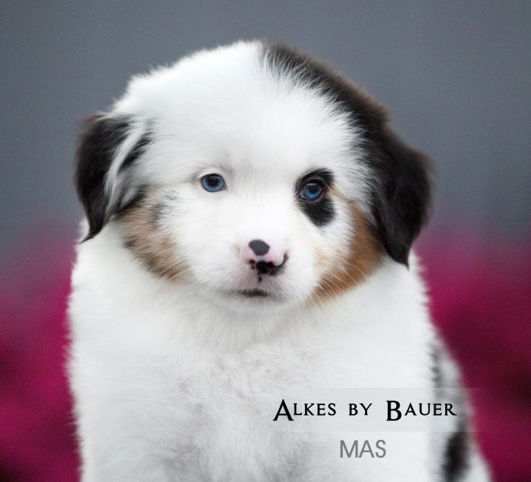 Alkes by Bauer ~ ДЖОННИ