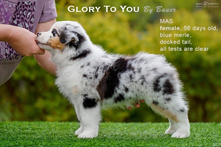 Glory to You by Bauer