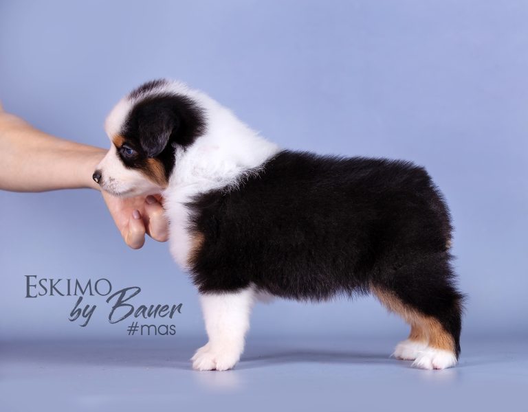 Eskimo by Bauer ~