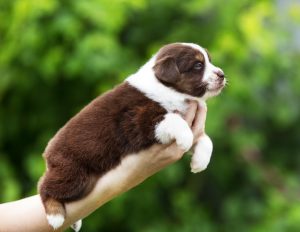 Worthy by Bauer ~ АЙСА, Мини-американская овчарка, фото 19 — питомник by Bauer