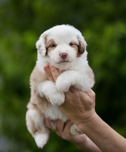 Benefits by Bauer ~ БЕНЯ, Мини-американская овчарка, фото 17 — питомник by Bauer