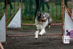 AVIOR by Bauer ~ ТАШ, Мини-американская овчарка, фото 26 — питомник by Bauer