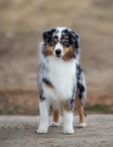 Wealth by Bauer ~ ВЕЛСИ, Мини-американская овчарка, фото 23 — питомник by Bauer