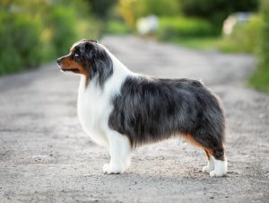 AVIOR by Bauer ~ ТАШ, Мини-американская овчарка, фото 29 — питомник by Bauer