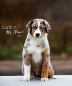 Alresha by Bauer ~ ТАЙРА, Мини-американская овчарка, фото 6 — питомник by Bauer