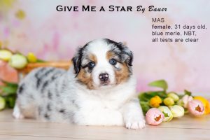 Give me a Star by Bauer (НБТ) ~ ЛЕЯ, Мини-американская овчарка, фото 13 — питомник by Bauer