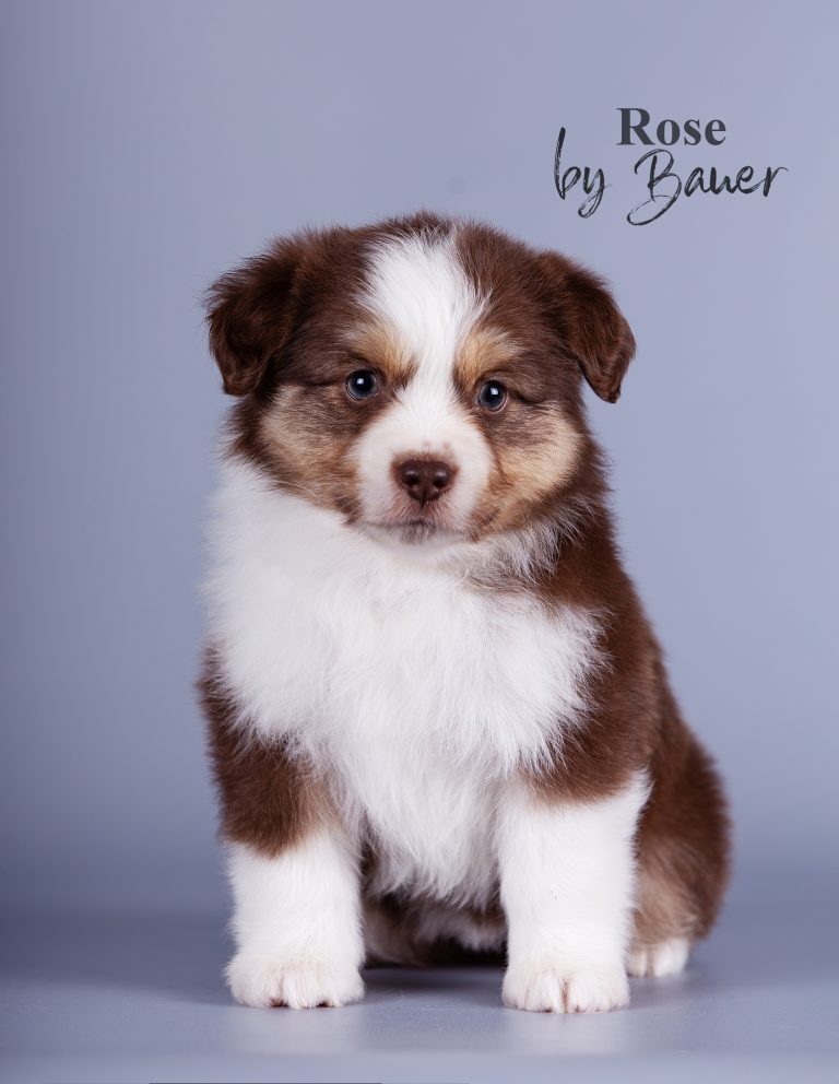 Rose by Bauer
