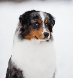 AVIOR by Bauer ~ ТАШ, Мини-американская овчарка, фото 31 — питомник by Bauer