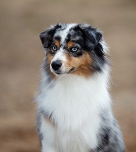 Wealth by Bauer ~ ВЕЛСИ, Мини-американская овчарка, фото 22 — питомник by Bauer