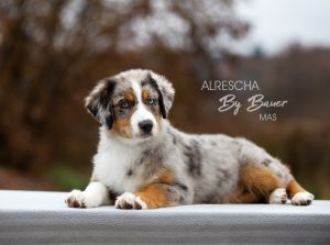 Alresha by Bauer ~ ТАЙРА, Мини-американская овчарка, фото 4 — питомник by Bauer