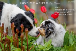 Give me a Star by Bauer (НБТ) ~ ЛЕЯ, Мини-американская овчарка, фото 15 — питомник by Bauer