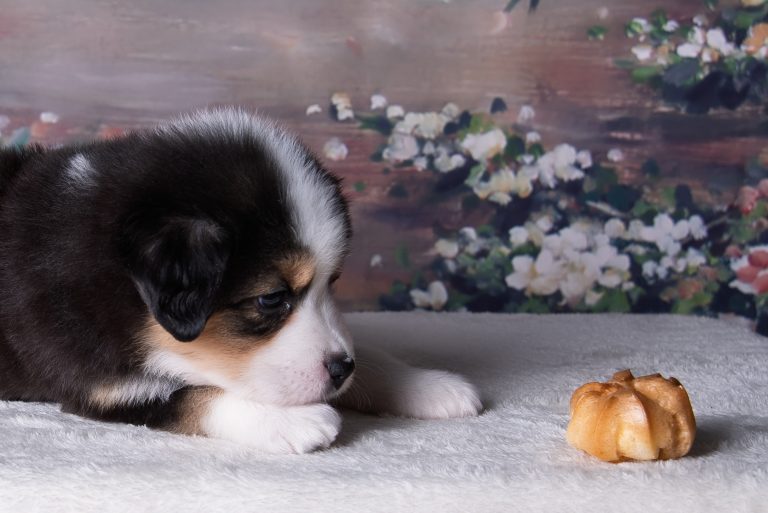Profiterole by Bauer ~