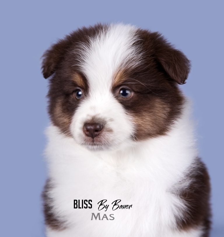 Bliss by Bauer ~