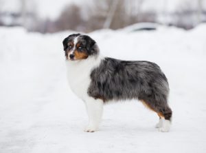 AVIOR by Bauer ~ ТАШ, Мини-американская овчарка, фото 33 — питомник by Bauer