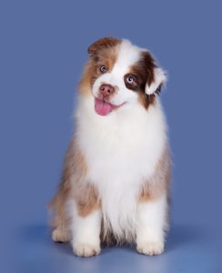 Bis by Bauer ~ БИСКВИТ, Мини-американская овчарка, фото 19 — питомник by Bauer