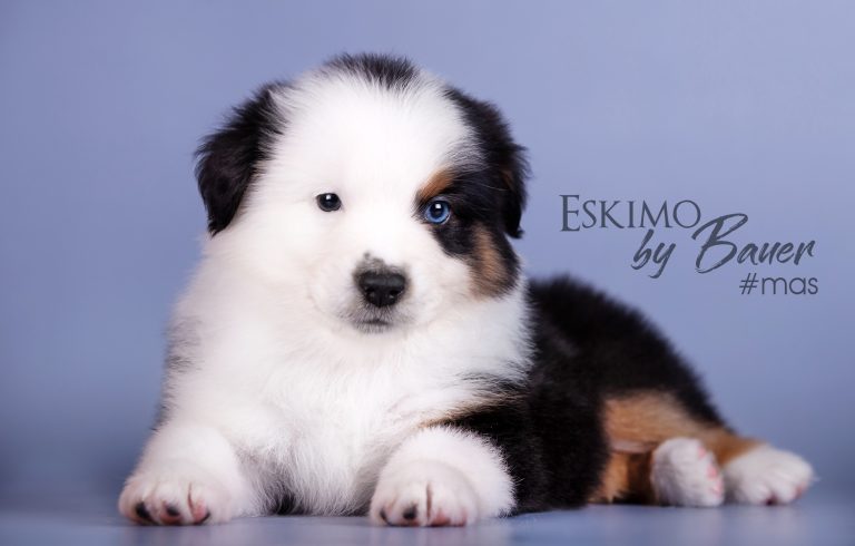 Eskimo by Bauer ~
