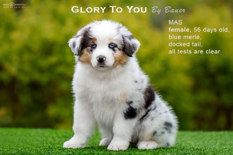 Glory to You by Bauer