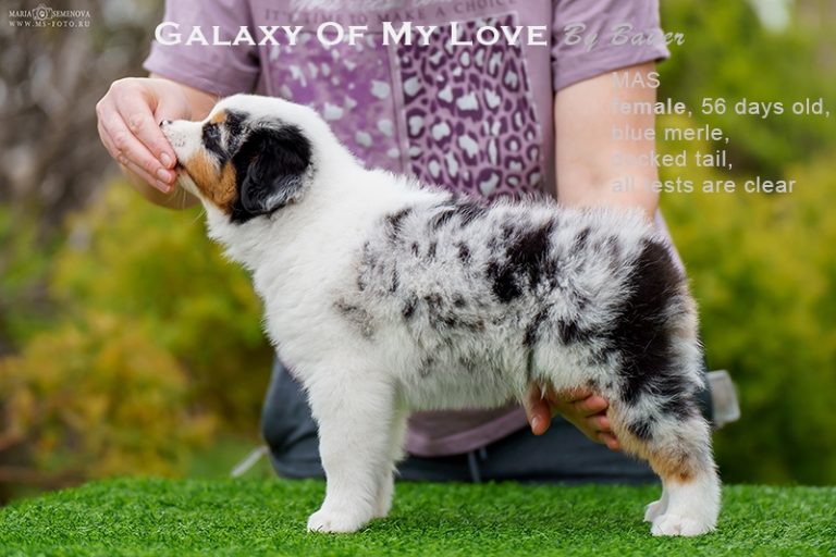 Galaxy of My Love by Bauer