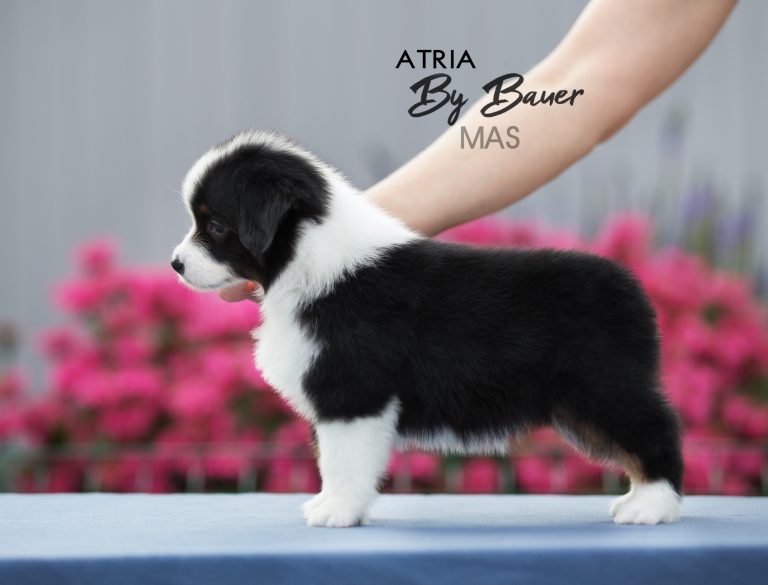 Atria by Bauer ~ LUCY