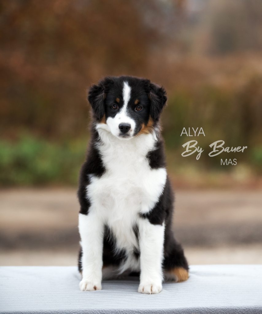 Alya by Bauer ~ МАСЯ