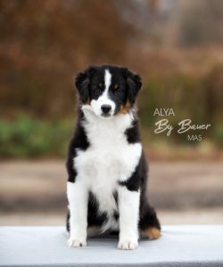 Alya by Bauer ~ МАСЯ, Мини-американская овчарка, фото 8 — питомник by Bauer