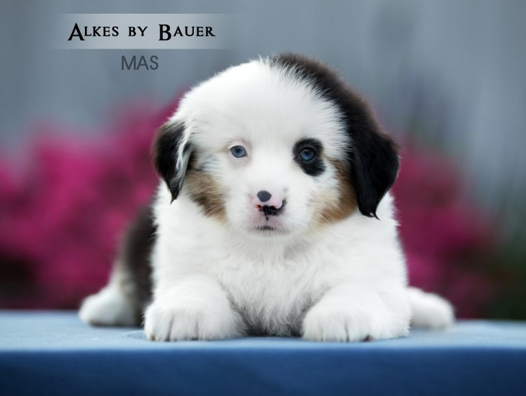 Alkes by Bauer ~ ДЖОННИ