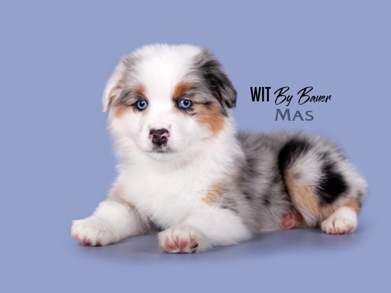 Wit by Bauer