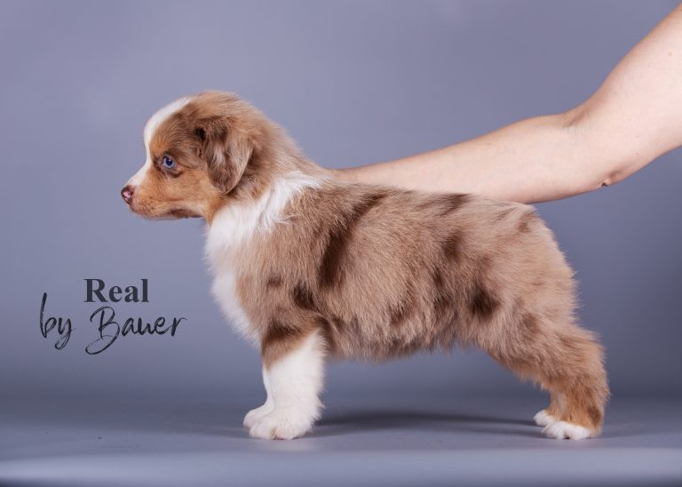 Real by Bauer