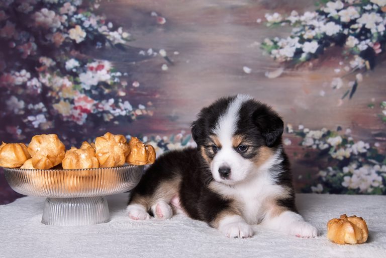 Profiterole by Bauer ~