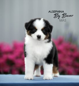 ALSEPHINA by Bauer ~ МАСЯ, Мини-американская овчарка, фото 29 — питомник by Bauer