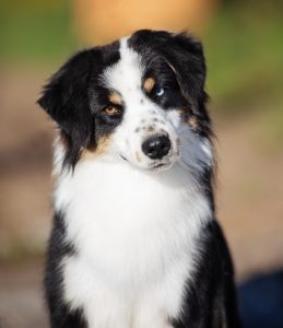 Born to Win by Bauer ~ БЬЁРН, Мини-американская овчарка, фото 33 — питомник by Bauer