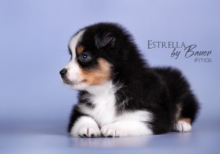 Estrella by Bauer ~ АНГВА