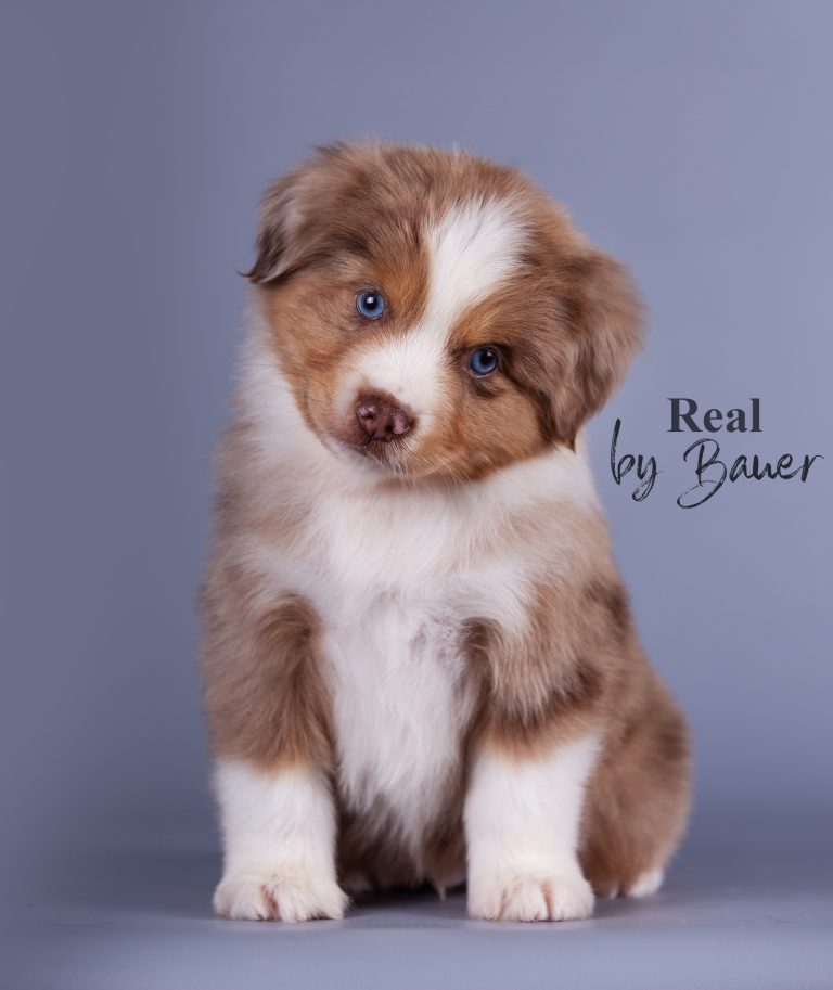 Real by Bauer