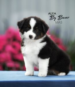 Alya by Bauer ~ МАСЯ, Мини-американская овчарка, фото 18 — питомник by Bauer