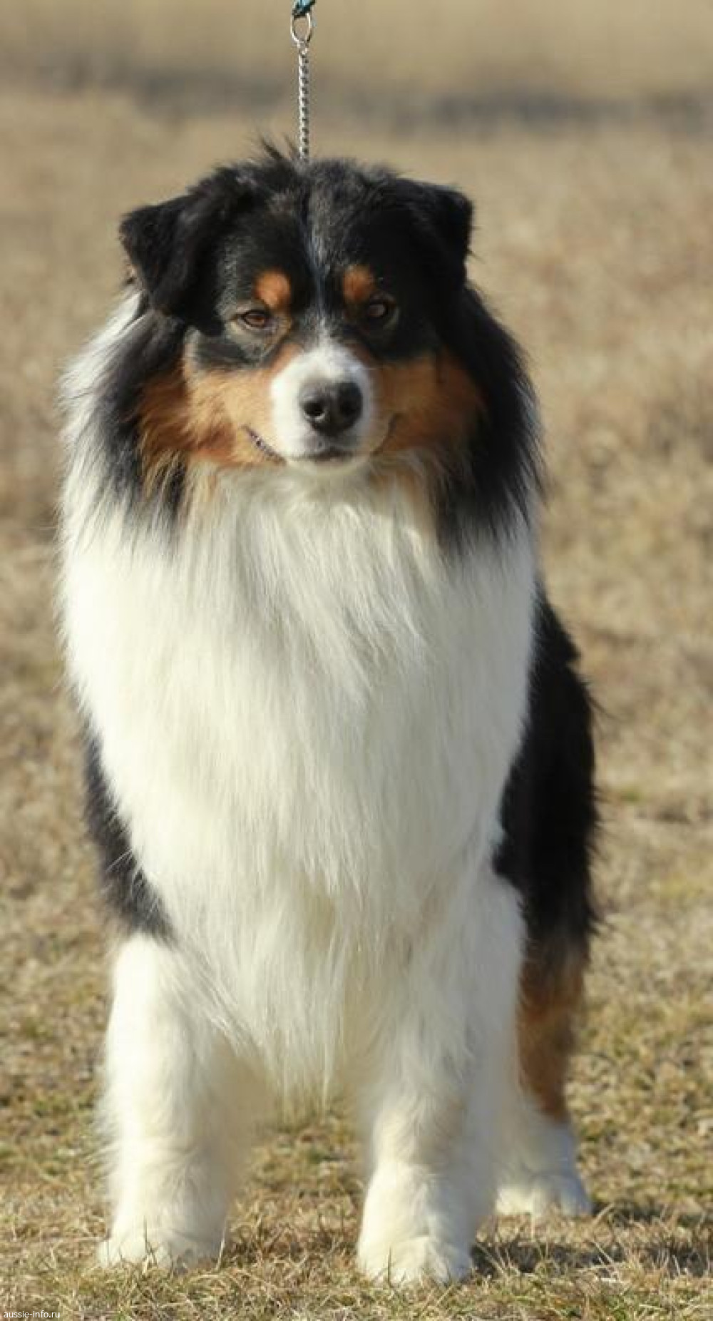 Мать собаки Ashera by Bauer~ШЕРИ аусси: Apriori Luxury Lion Hart, Австралийская овчарка — питомник by Bauer