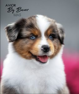 AVIOR by Bauer ~ ТАШ, Мини-американская овчарка, фото 41 — питомник by Bauer