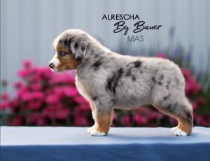 Alresha by Bauer ~ ТАЙРА, Мини-американская овчарка, фото 7 — питомник by Bauer