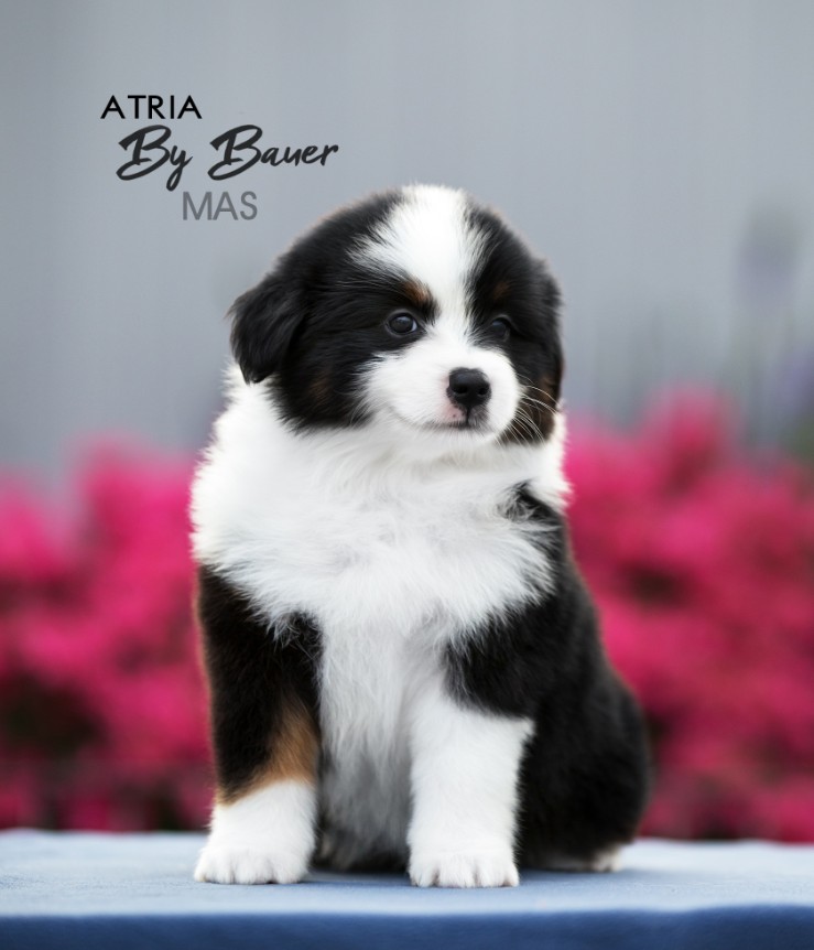 Atria by Bauer ~ LUCY