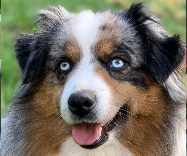 Мать собаки Fawn C Paris de Bauer: TRAILS ENDS MOUNT EVEREST, Мини-американская овчарка — питомник by Bauer